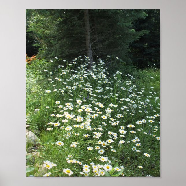 Poster Champ de marguerites (Devant)