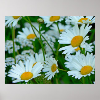 Poster Champ de marguerites
