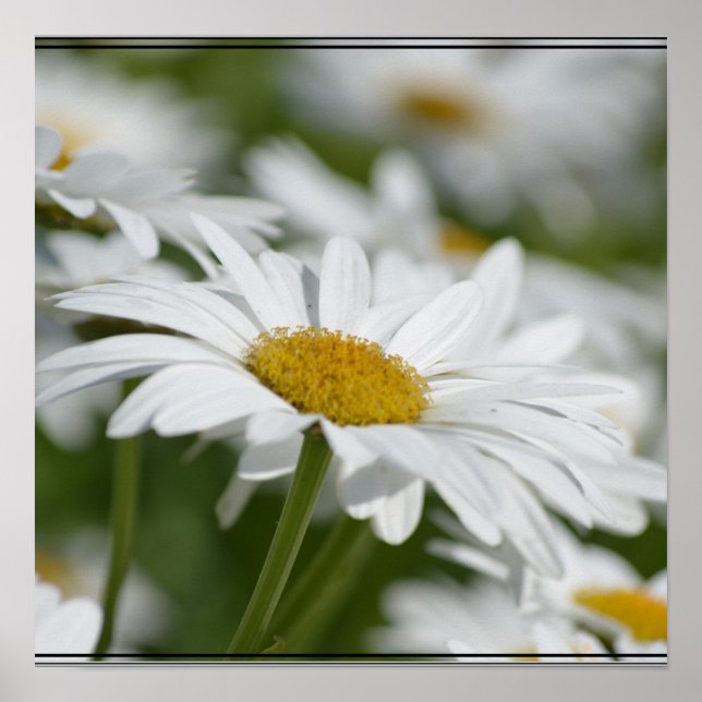 Poster Champ de marguerites (Devant)