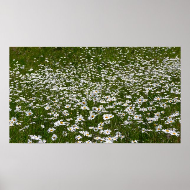 Poster Champ de marguerites Fleurs sauvages de l'Alaska (Devant)