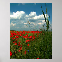 Champ de pavots II