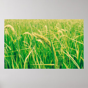 Poster Champ de riz en milieu rural et frais, vintage sty