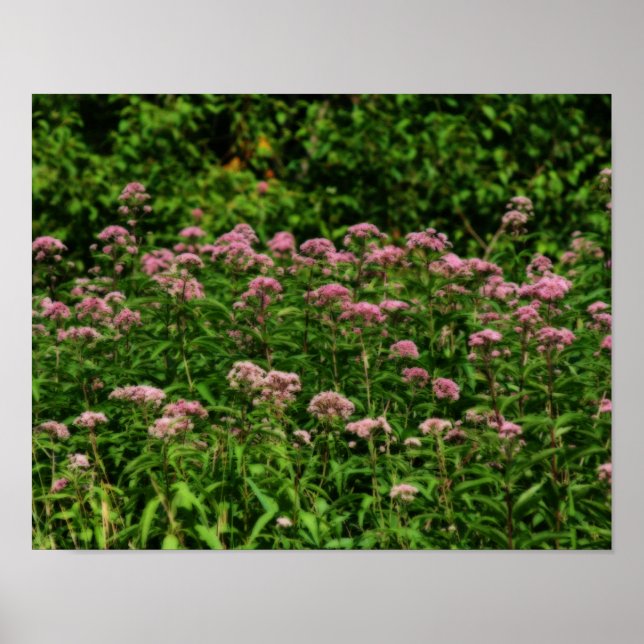 Poster Champ De Sweet Joe Pye Fleurs De Mauvaises Herbes  (Devant)