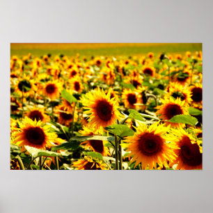 Poster champ de tournesols