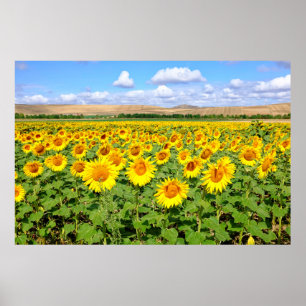 Poster Champ de tournesols