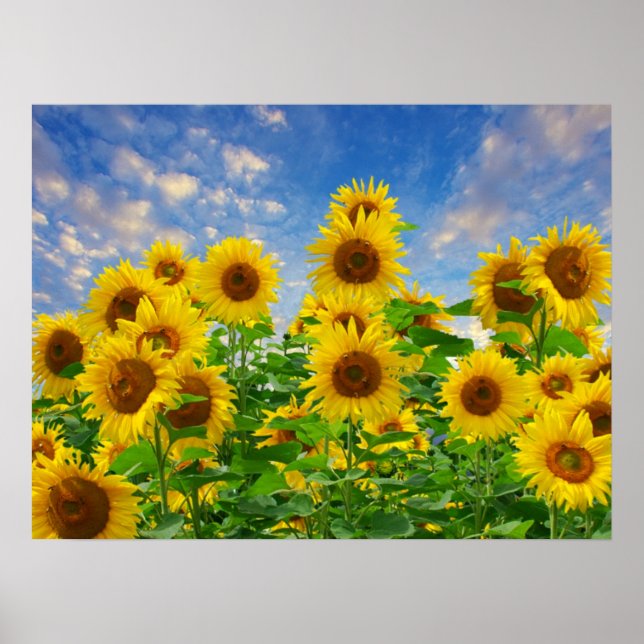 Poster Champ de tournesols (Devant)
