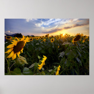 Poster Champ de tournesols en fleurs