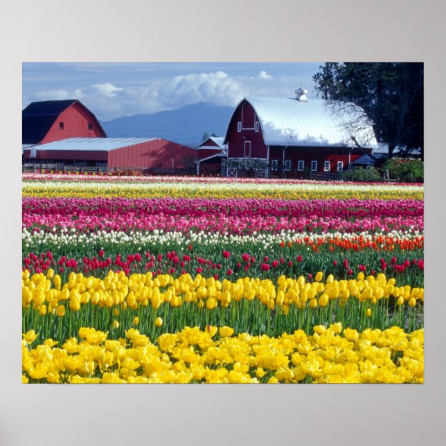 Poster Champ de tulipes (Devant)