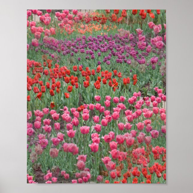 Poster Champ De Tulipes (Devant)