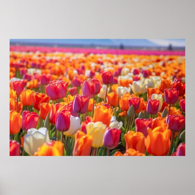 Poster Champ de tulipes en pleine floraison (Devant)