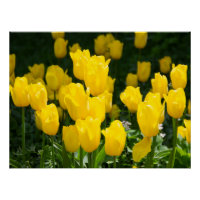 Champ de tulipes jaune vif