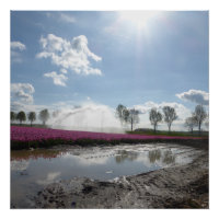 Champ de Tulipes roses Reflet de l'affiche du pays