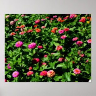 Poster Champ De Zinnias Fleur Orton Effet