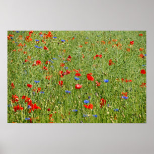 Poster Champ d'été avec des fleurs rouges et bleues