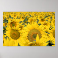 Champ jaune de tournesols photo