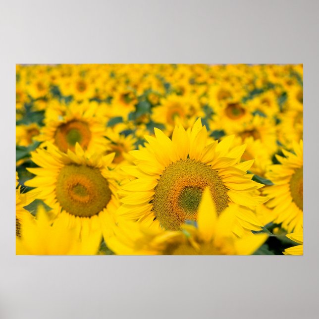Poster Champ jaune de tournesols photo (Devant)