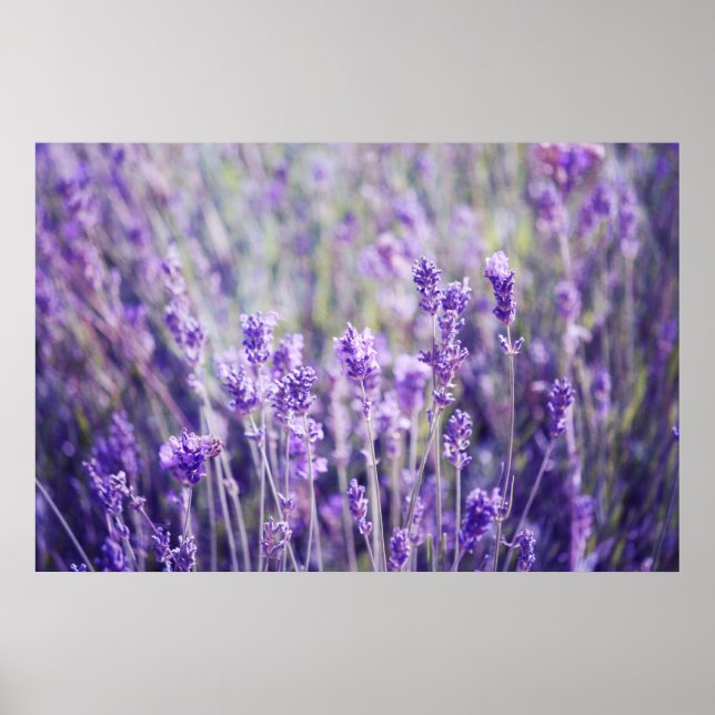 Poster Champ Lavender (Devant)