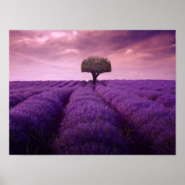 Poster Champ Lavender (Devant)