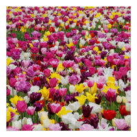 champ plein de tulipes