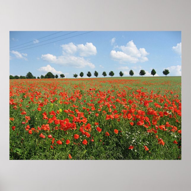 Poster Champ Poppy (Devant)