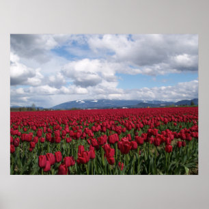 Poster Champ rouge de tulipe