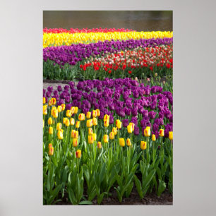 Poster Champ Tulip