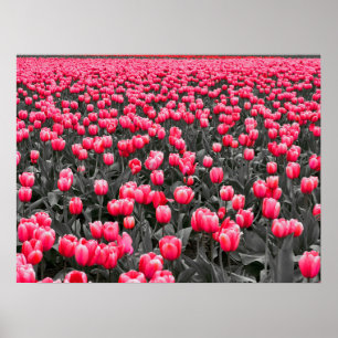 Poster Champ Tulipes roses
