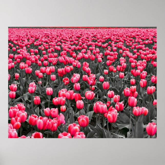Poster Champ Tulipes roses (Devant)
