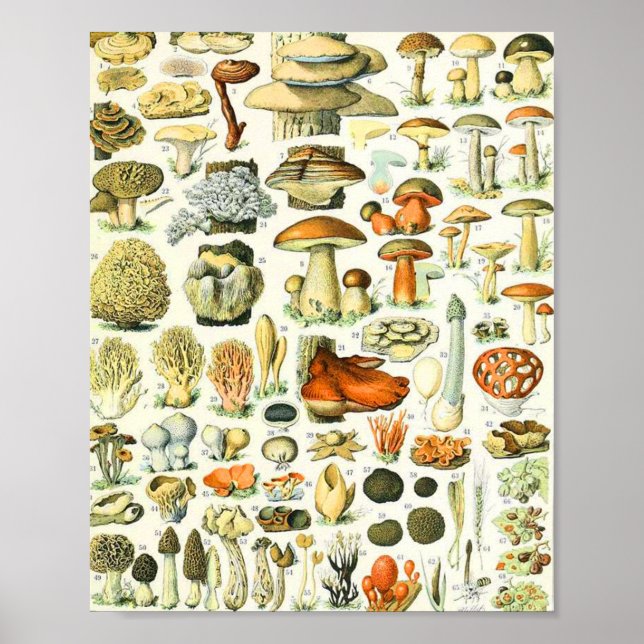 Poster Champignon Adolphe Millot (Devant)