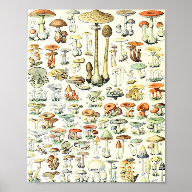 Poster Champignon Adolphe Millot B (Devant)