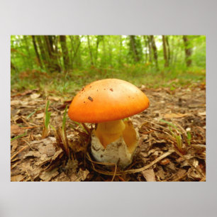 Poster Champignon Amanita Césarée