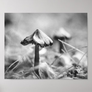 Poster Champignon boisé Noir et Blanc Nature Archivage