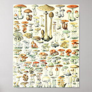 Poster Champignon d'Adolphe Millot B