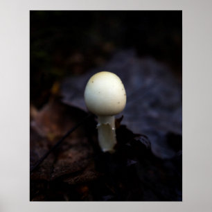 Poster Champignon de casquette de mort d'ange de