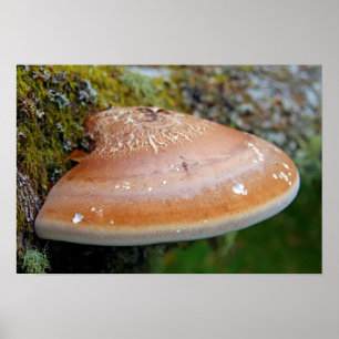 Poster Champignon en console