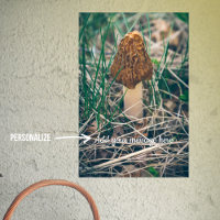 Champignon Morel Spring