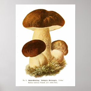 Poster Champignons