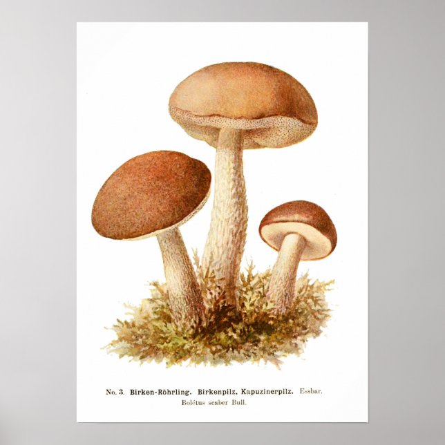 Poster Champignons (Devant)