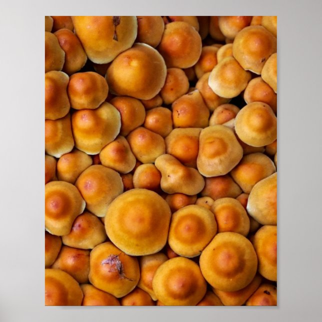 Poster Champignons (Devant)