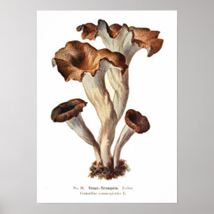 Poster Champignons