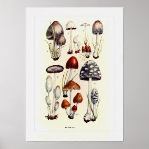 Poster Champignons