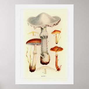 Poster Champignons