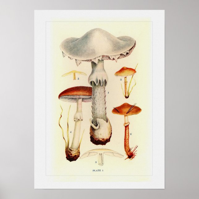 Poster Champignons (Devant)