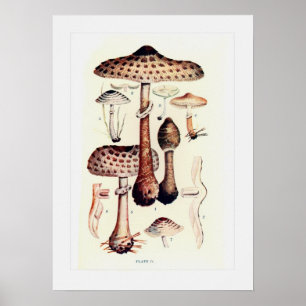 Poster Champignons