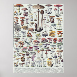 Poster Champignons