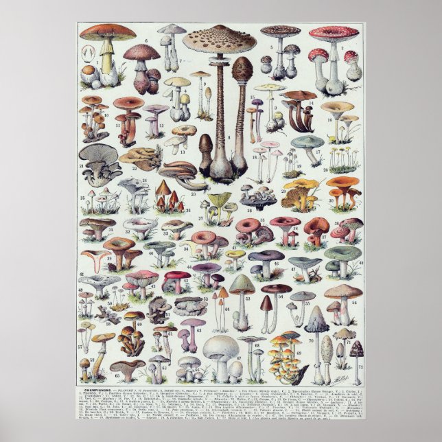 Poster Champignons (Devant)