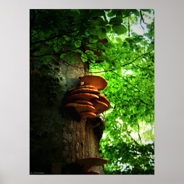 Poster champignons (Devant)