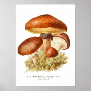 Poster Champignons