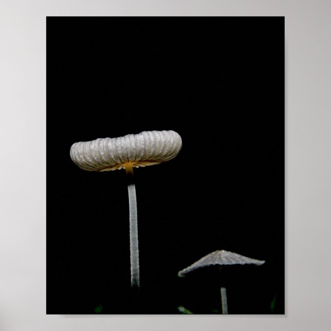 Poster Champignons (Devant)