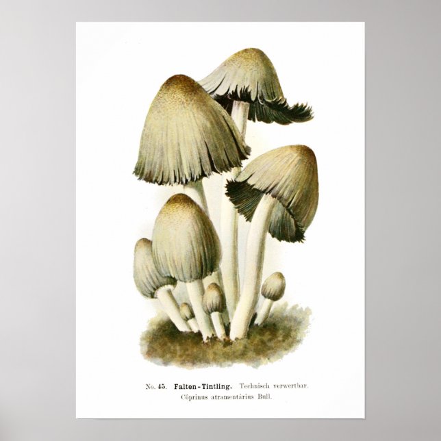 Poster Champignons (Devant)
